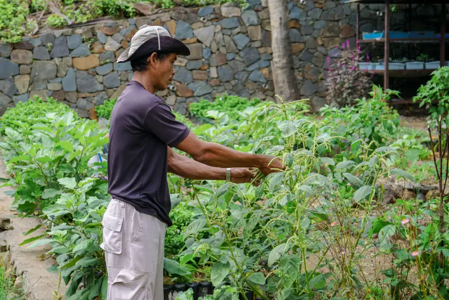 Selong Selo Chef’s Garden is a key initiative that embodies our commitment to a greener future through a holistic garden-to-table concept. 