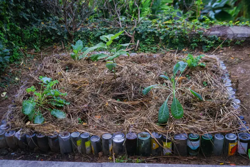 Selong Selo Chef’s Garden is a key initiative that embodies our commitment to a greener future through a holistic garden-to-table concept. 